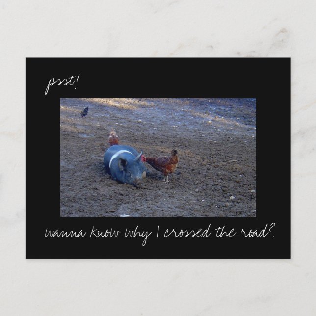 'Chicken Secrets' photo postcard (Front)