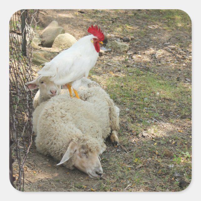 Chicken Sitting on a Sheep Stickers (Front)