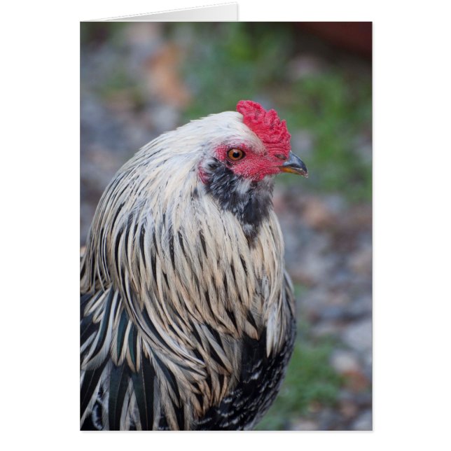 Chicken Up Close and Personal! (Front)