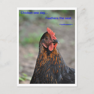 Chicken Wisdom - Feathers Postcard