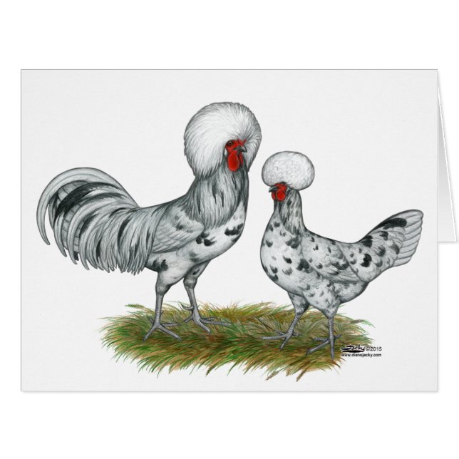 Chickens de Polish (Devant horizontal)