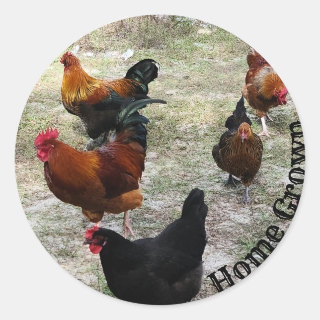 Chickens Doin Chicken Stuff Classic Round Sticker (Front)