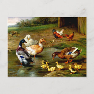 Chickens, Ducks And Ducklings At The Farm Postcard