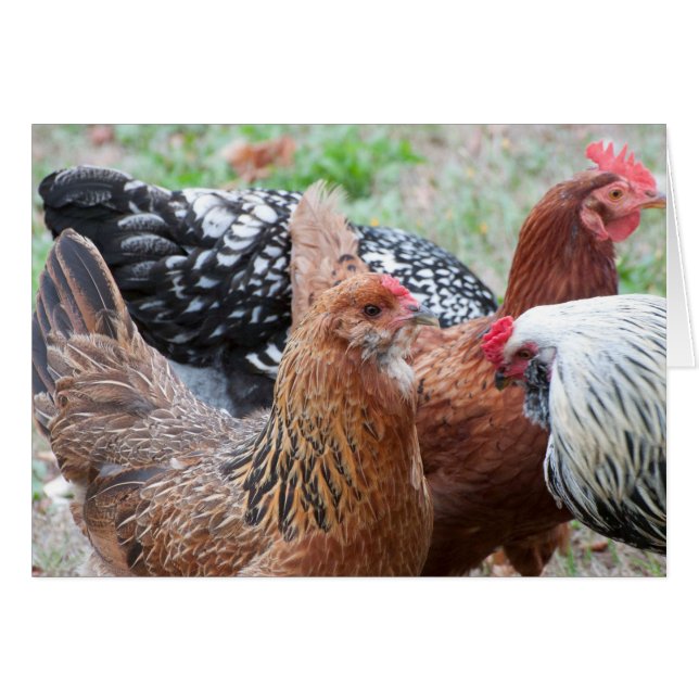Chickens in the Yard (Front Horizontal)