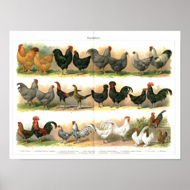 Chickens Roosters Breeds illustration Poster (Front)