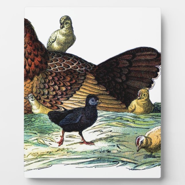 Chickens Vintage Animal Plaque (Front)