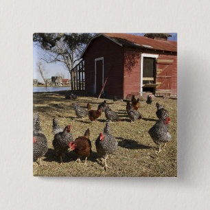 Chickens working grounds near hen house Cliburn 2 Inch Square Button