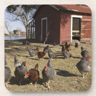 Chickens working grounds near hen house Cliburn Coaster