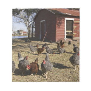 Chickens working grounds near hen house Cliburn Notepad
