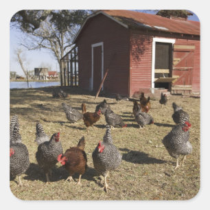 Chickens working grounds near hen house Cliburn Square Sticker
