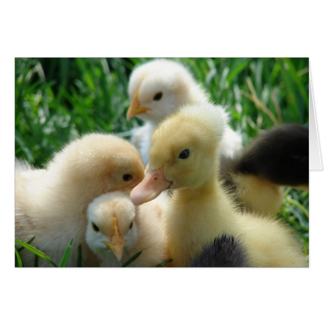 Chicks and Ducklings (Front Horizontal)