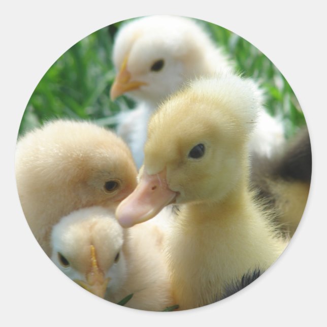 Chicks and Ducklings Classic Round Sticker (Front)