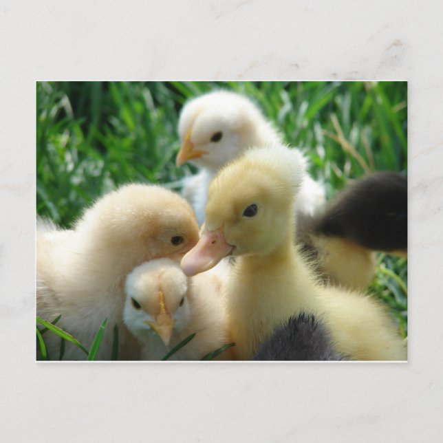 Chicks and Ducklings Postcard (Front)
