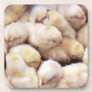 chicks, brood of chickens coaster