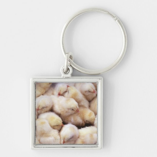 chicks, brood of chickens keychain (Front)