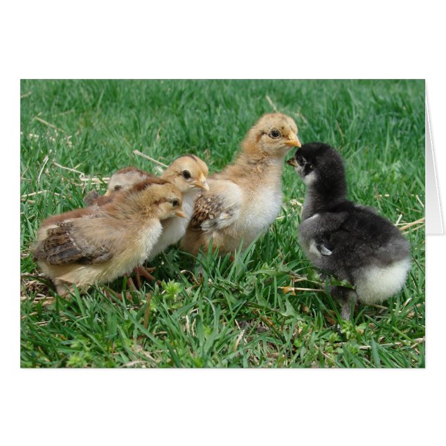 Chicks in the Grass (Front Horizontal)