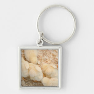 chicks keychain