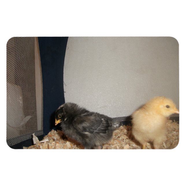 Chicks Magnet (Horizontal)