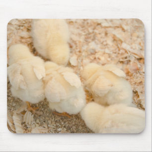 chicks mouse pad