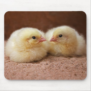Chicks Mousemat Mouse Pad