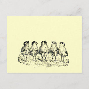 chicks postcard
