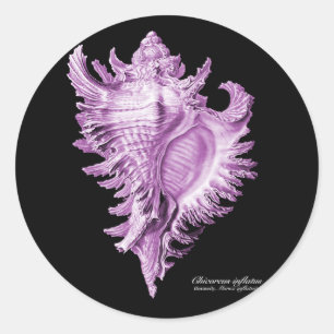 Chicoreus ramosus classic round sticker