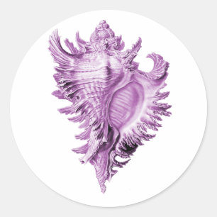 Chicoreus ramosus classic round sticker