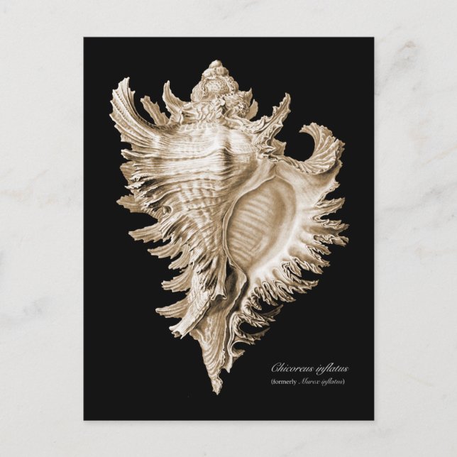 Chicoreus ramosus postcard (Front)