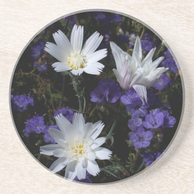 Chicory and Phacelia Wildflowers Coaster (Front)