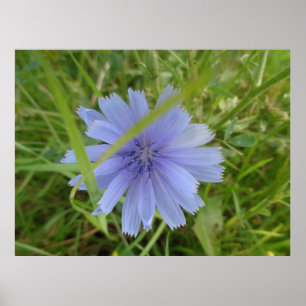 Chicory Blue Purple Flower Floral Poster