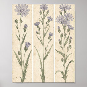 Chicory Botanical Flower Art Poster