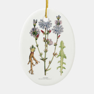 Chicory Botanical Ornament