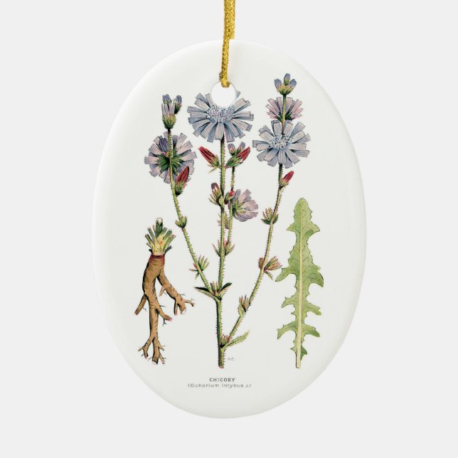 Chicory Botanical Ornament (Front)