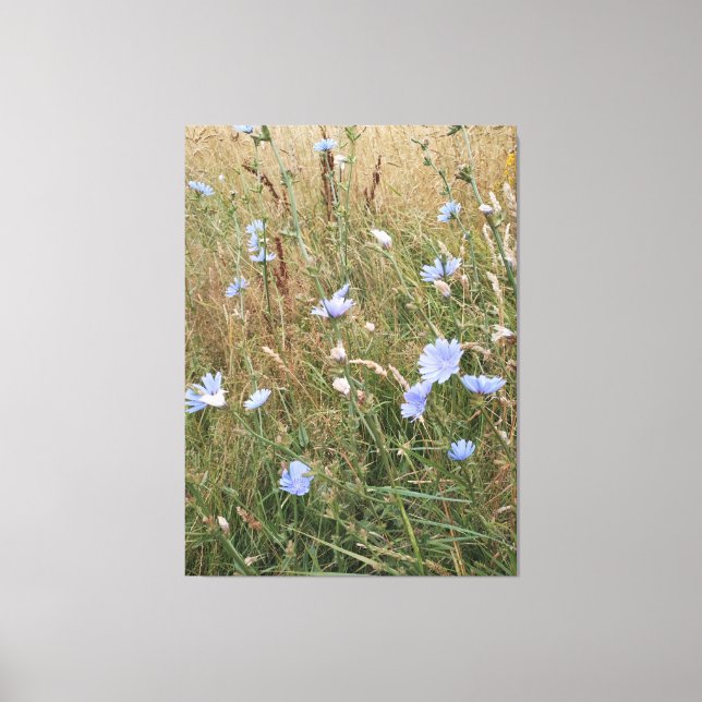 Chicory Canvas Print (Front)