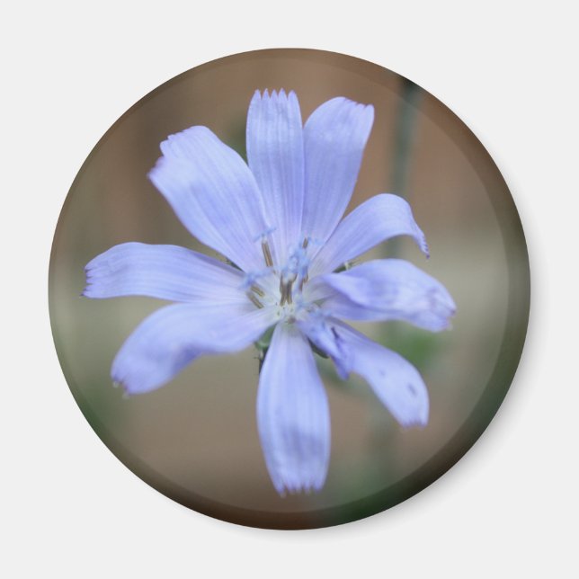 Chicory (Cichorium intybus) Magnet (Front)