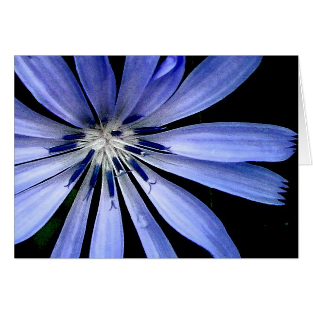 Chicory Collection (Front Horizontal)
