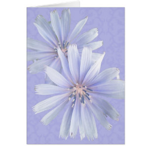 Chicory - Cornflower - Fleur sauvage