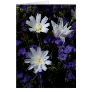 Chicory et fleurs sauvages de Phacelia