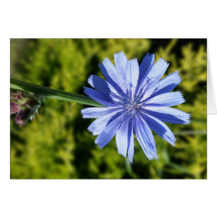 Chicory flower