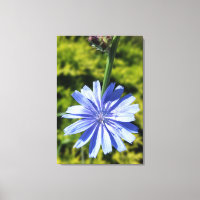 Chicory flower