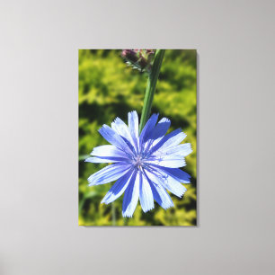 Chicory flower canvas print