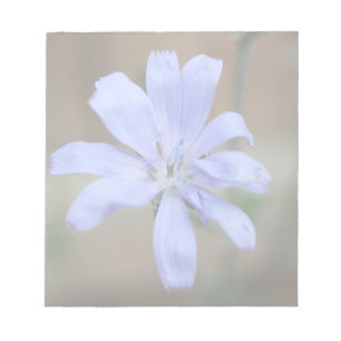 Chicory Notepad