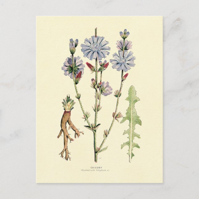 Chicory Postcard (Front)