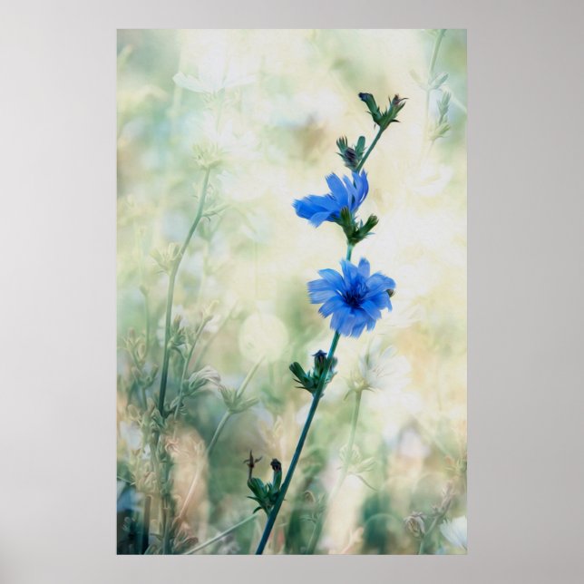 Chicory Poster (Front)
