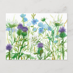 Chicory Thistle Queen Annes Lace Wildflowers Postcard