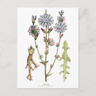 Chicory Vintage Botanical Postcard