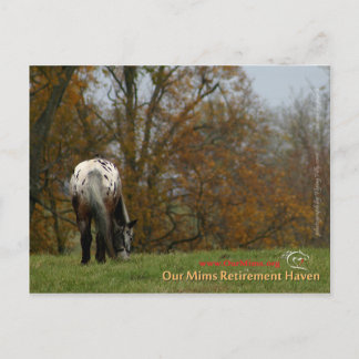 Chief - Appaloosa in the move Prancer Postcard