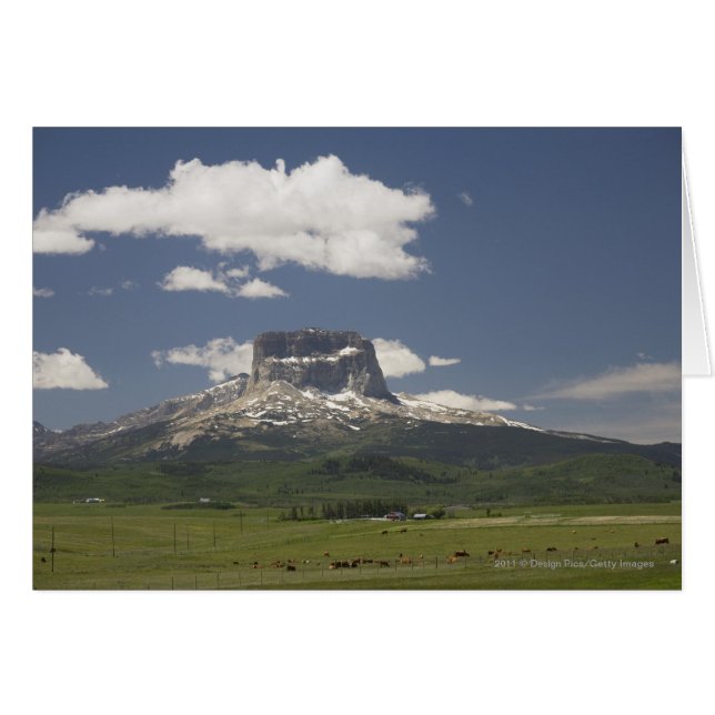 Chief Mountain With Pastures Of Grazing Cattle (Front Horizontal)