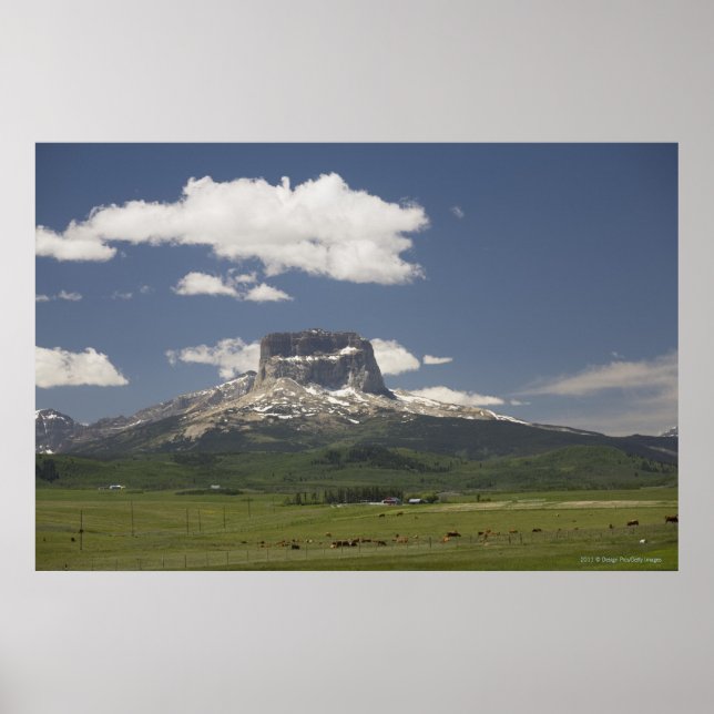 Chief Mountain With Pastures Of Grazing Cattle Poster (Front)
