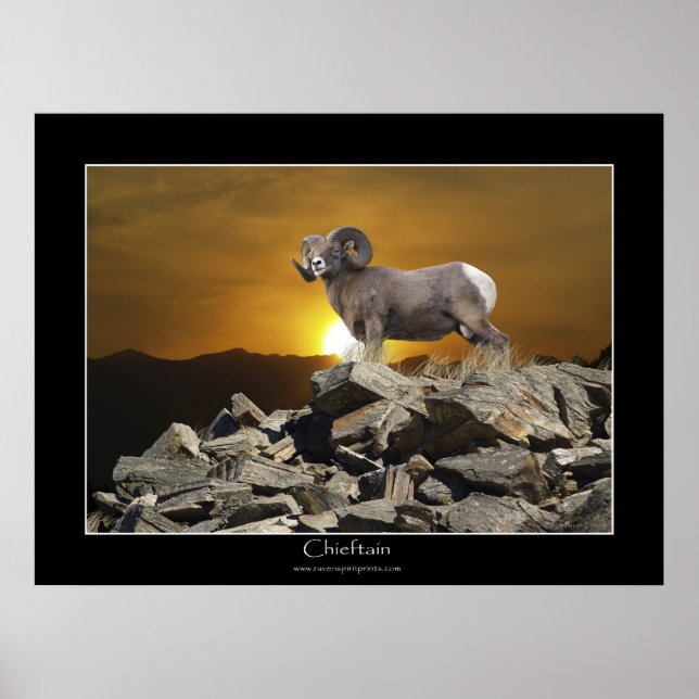 CHIEFTAIN BIG HORN SHEEP Wildlife Photo Poster (Front)